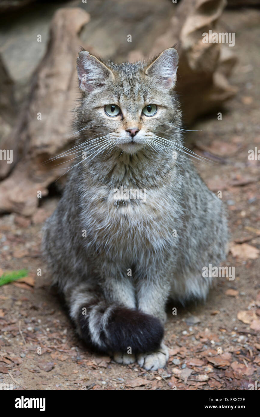 Chat sauvage (Felis silvestris), animal enclosure, Bavarian Forest National Park, Bavière, Allemagne Banque D'Images