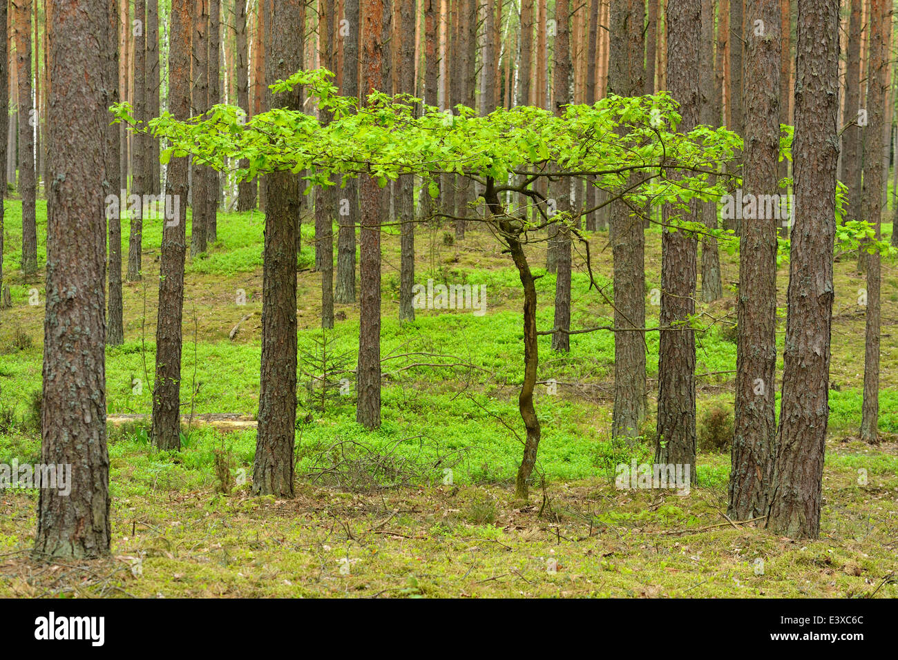 Jeune Arbre de chêne (Quercus), de plus en plus entre les pins sylvestres (Pinus sylvestris) dans une forêt de pins, parc national de Biebrza, Pologne Banque D'Images