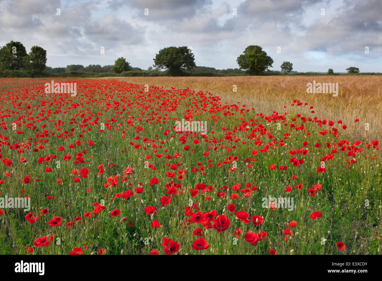 Coquelicots Papaver rhoeas croissant dans des cultures d'orge Banque D'Images