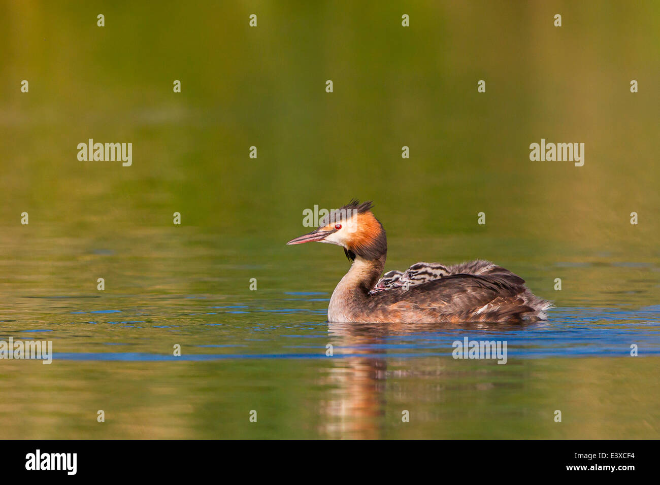 Grèbe huppé (Podiceps cristatus) avec deux poussins en plumage, sur l'eau, au nord de la Hesse, Hesse, Allemagne Banque D'Images