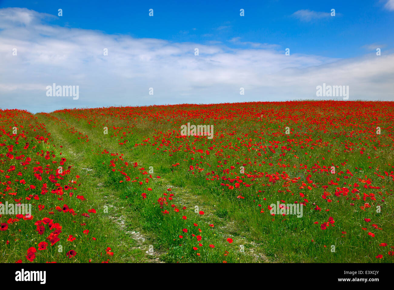 Coquelicots Papaver rhoeas et sentier dans la région de Norfolk Field UK Juillet Banque D'Images