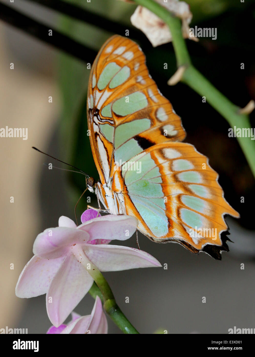 Siproeta stelenes Malachite (papillon) sur une fleur tropicale Banque D'Images