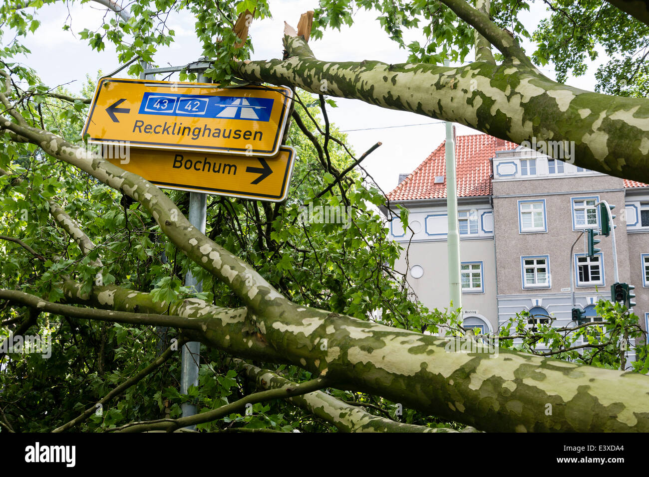 Un arbre tombé à jeter sur un panneau de circulation à Herne, Ruhr, à l'ouest de l'Allemagne après la violente tempête/Ela Banque D'Images