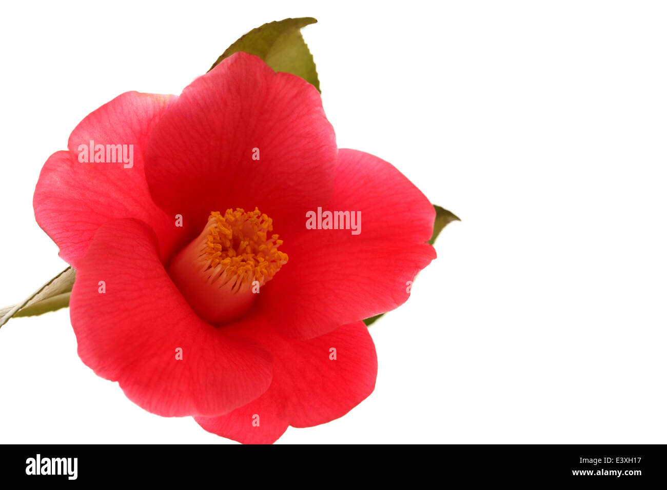 Camélia Banque D'Images