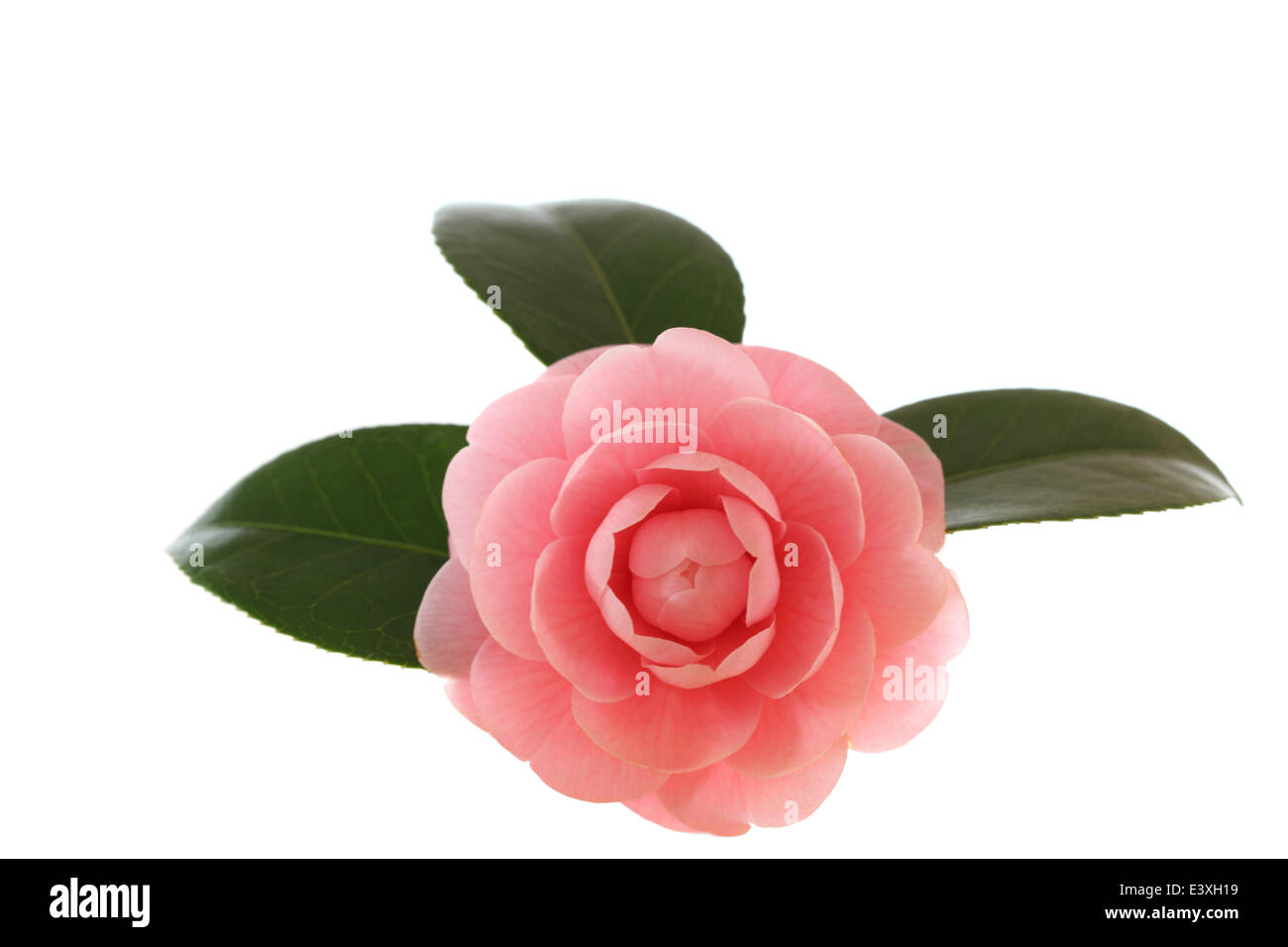 Camélia Banque D'Images