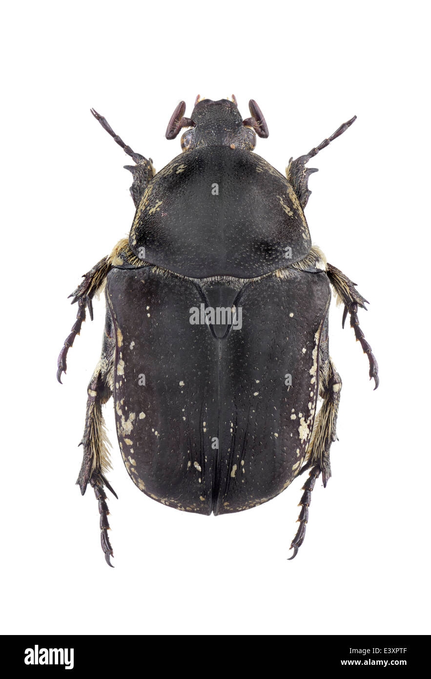 Coleoptera Scarabaeidae ; Protaetia ; vera ; Gory & Percheron 1833 ; L : 25mm ;(Netocia) ; l'apiculture ; Banque D'Images