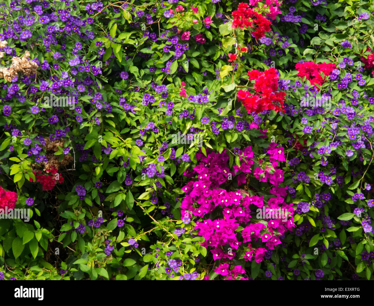 Spanien, Rhodos-Stadt, Altstadt, Bougainville Banque D'Images
