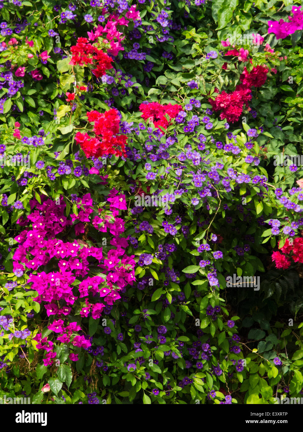 Spanien, Rhodos-Stadt, Altstadt, Bougainville Banque D'Images