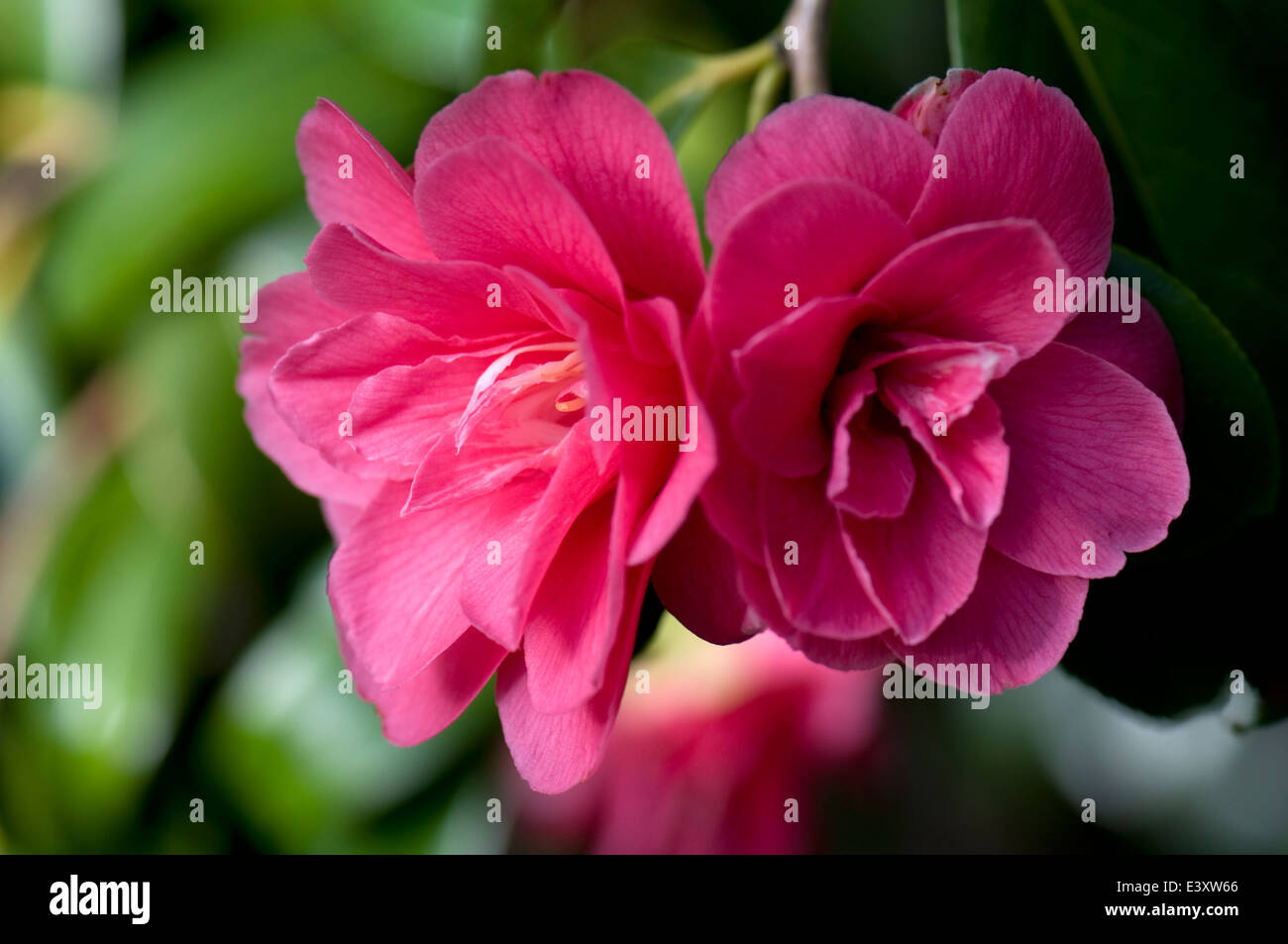 Camellia japonica 'âme'. Sir Harold Hilliers Jardins. Banque D'Images