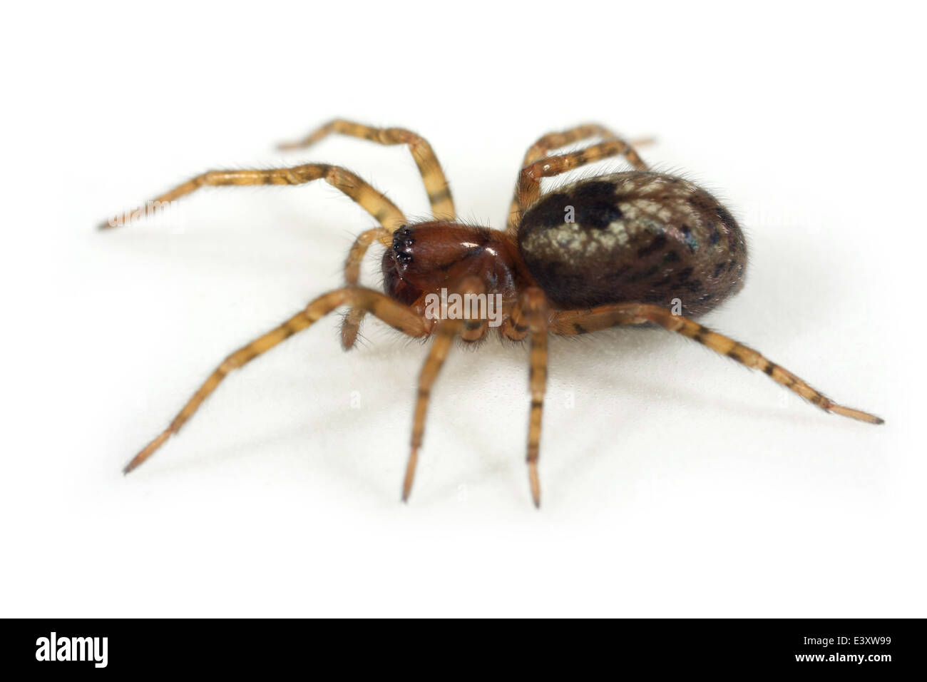 Dentelle Fenêtre-Weaver (Amaurobius fenestralis) spider, partie de la famille Amaurobiidae - Tangled nest les araignées. Banque D'Images