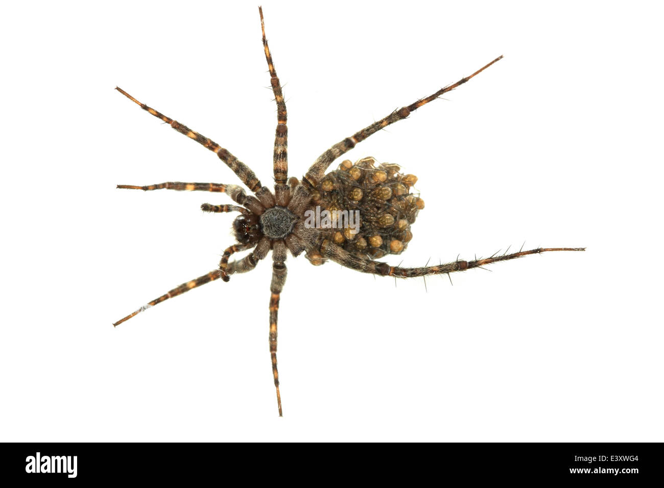 Pardosa amentata (Spotted wolf spider), partie de la famille Lycosidae. L'exercice de ses petits. Vue du dessous. Banque D'Images