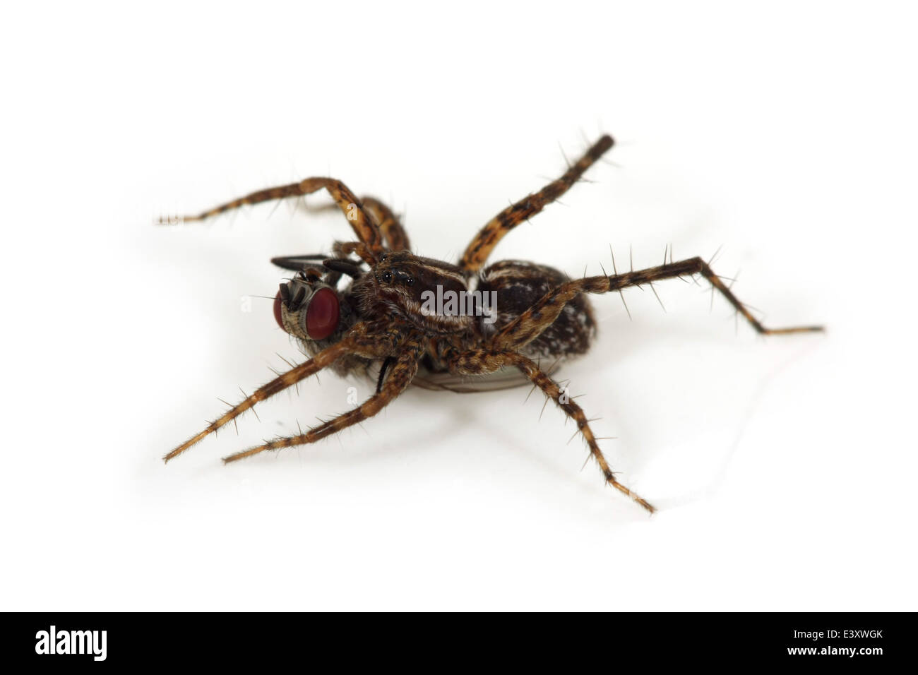 Les araignées (Pardosa sp) holding sa proie, une mouche. Partie de la famille Lycosidae - Wolf spiders. Isolé sur blanc. Banque D'Images