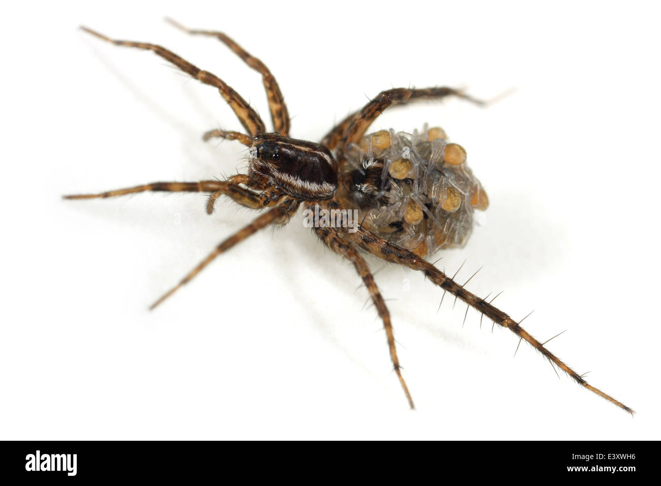 Broche femelle-stripe-spider loup Pardosa (monticola), partie de la famille Lycosidae - Wolf spiders. Petits transportant sur son dos Banque D'Images