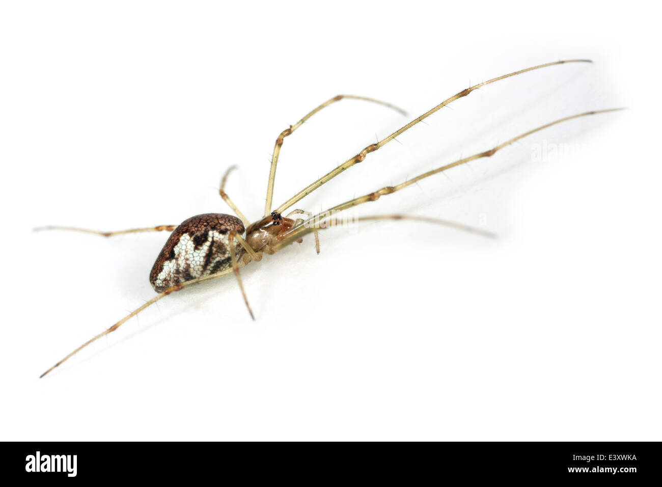 Femme stretch-contondant (araignée Tetragnatha obtusa), partie de la famille Tetragnathidae - Longjawed ou Stretch the orbweavers araignées. Banque D'Images