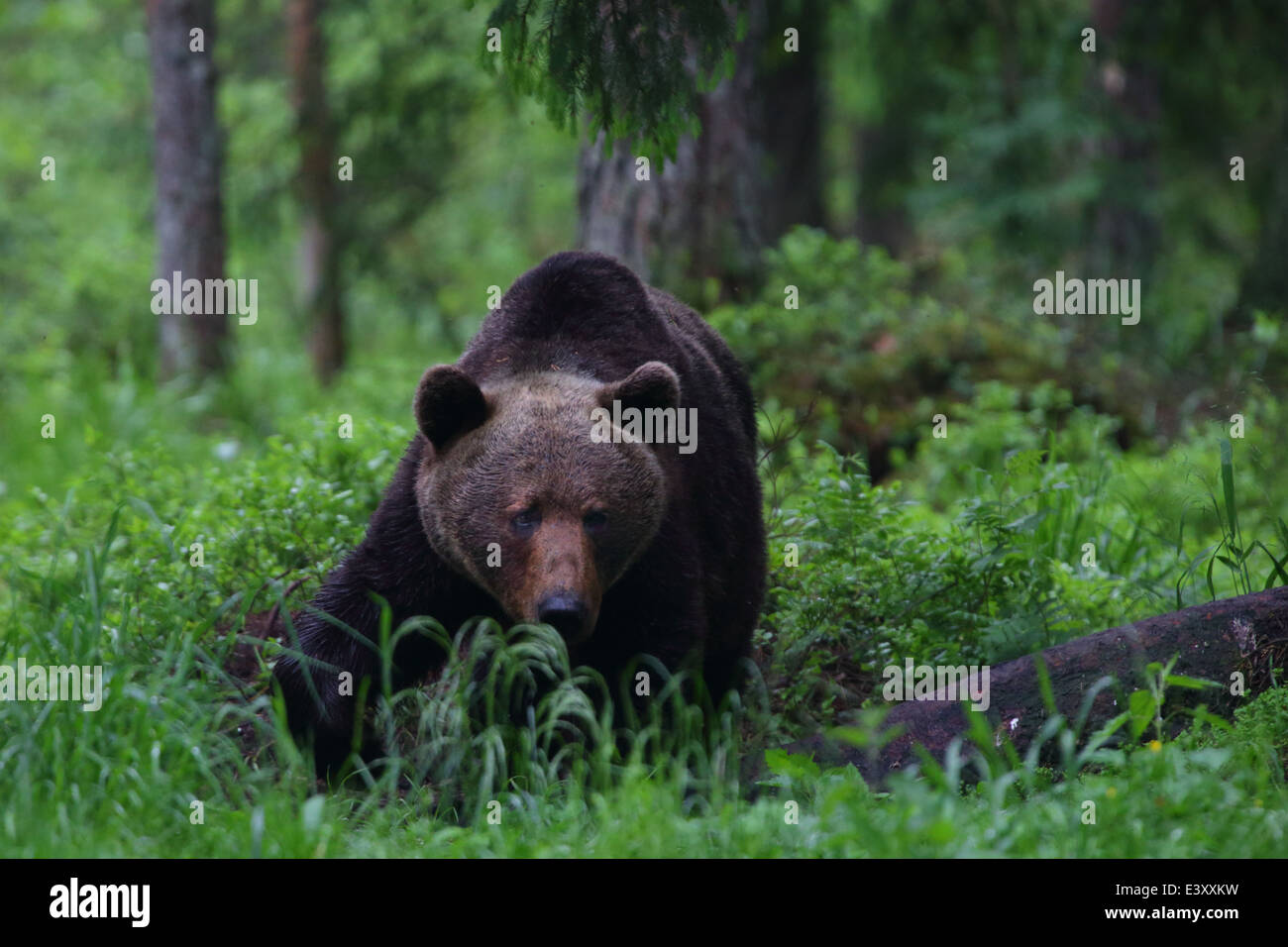 Ours brun (Ursus arctos) dans la forêt vierge. L'Europe, l'Estonie Banque D'Images