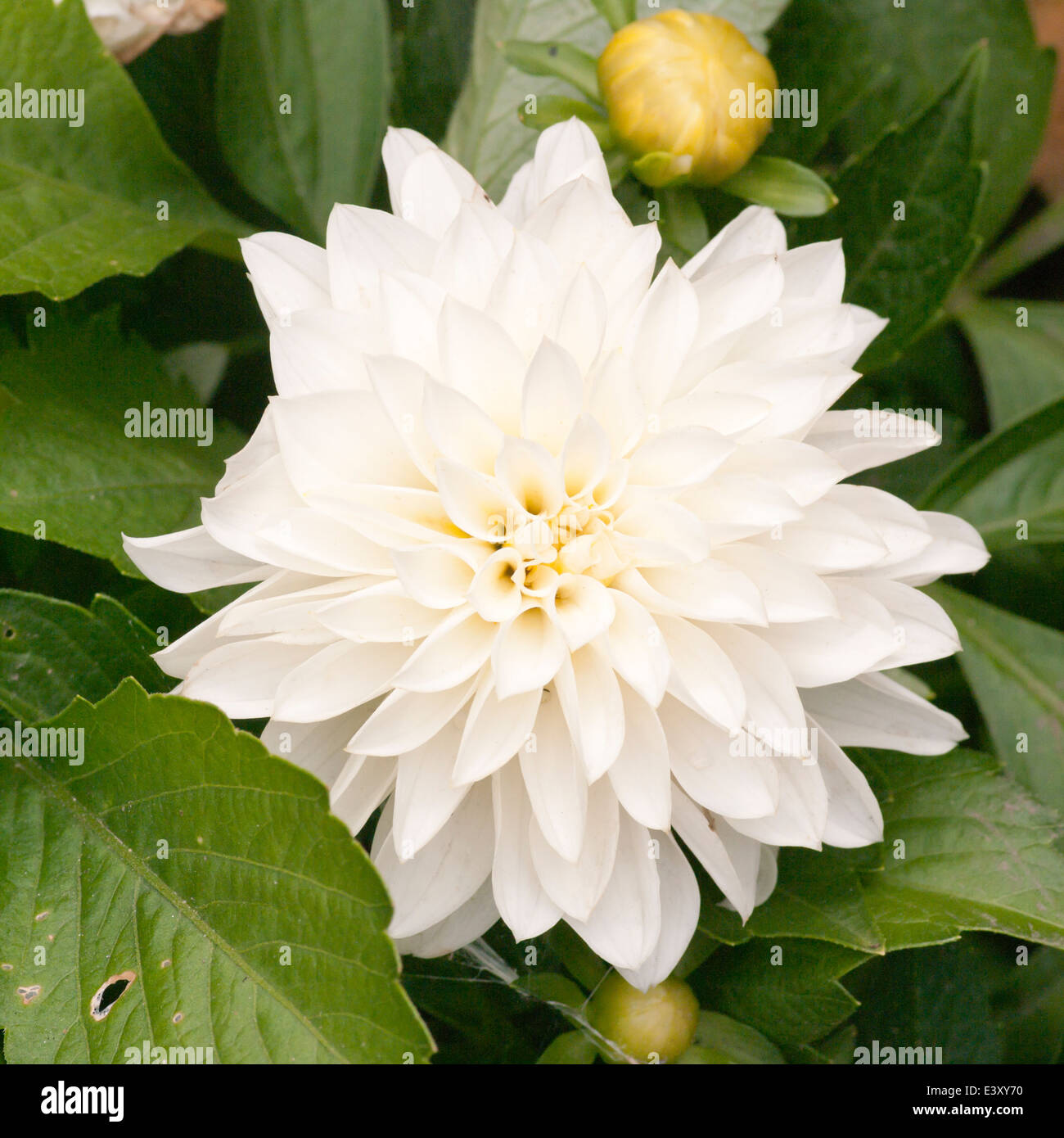 Dahlia blanc Banque D'Images