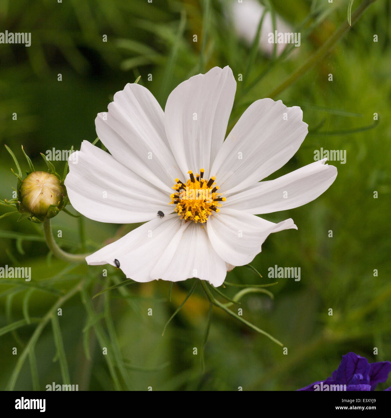 Cosmos blanc fleur annuelle Banque D'Images