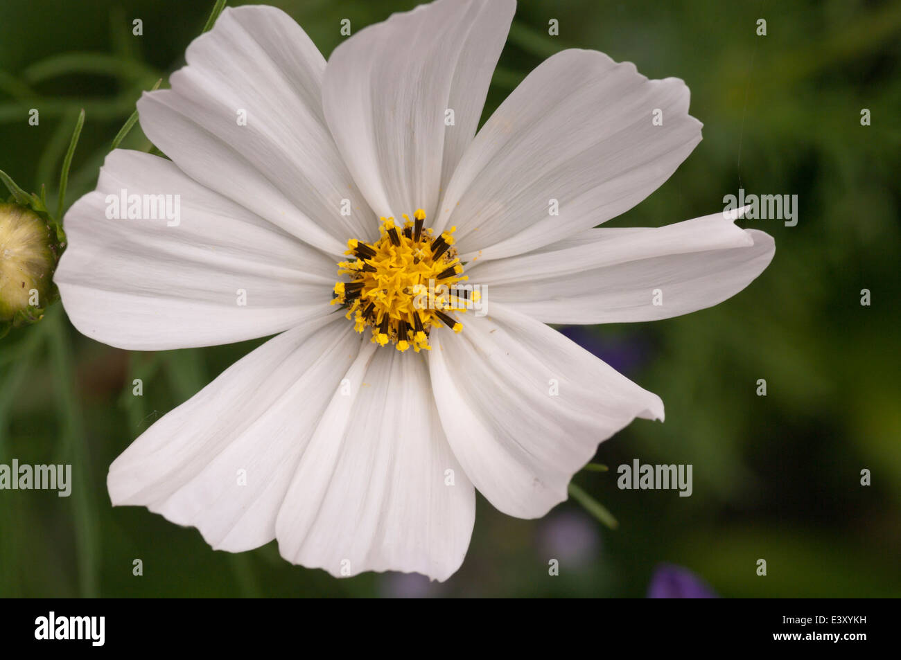 Cosmos blanc fleur annuelle Banque D'Images