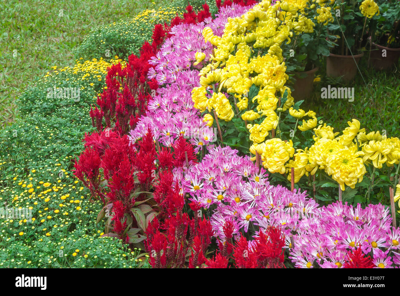 Les bandes de couleur en forme de c, fleurs de chrysanthème Banque D'Images