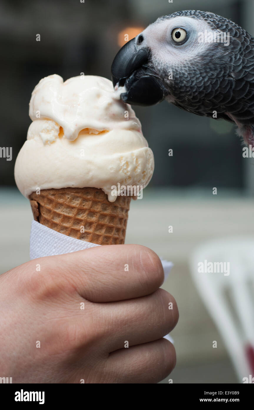 Un perroquet de manger un cornet de crème glacée. Banque D'Images