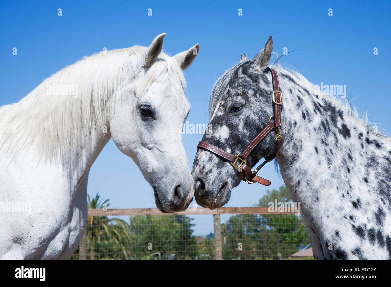 Chevaux rubbing noses sur ranch Banque D'Images