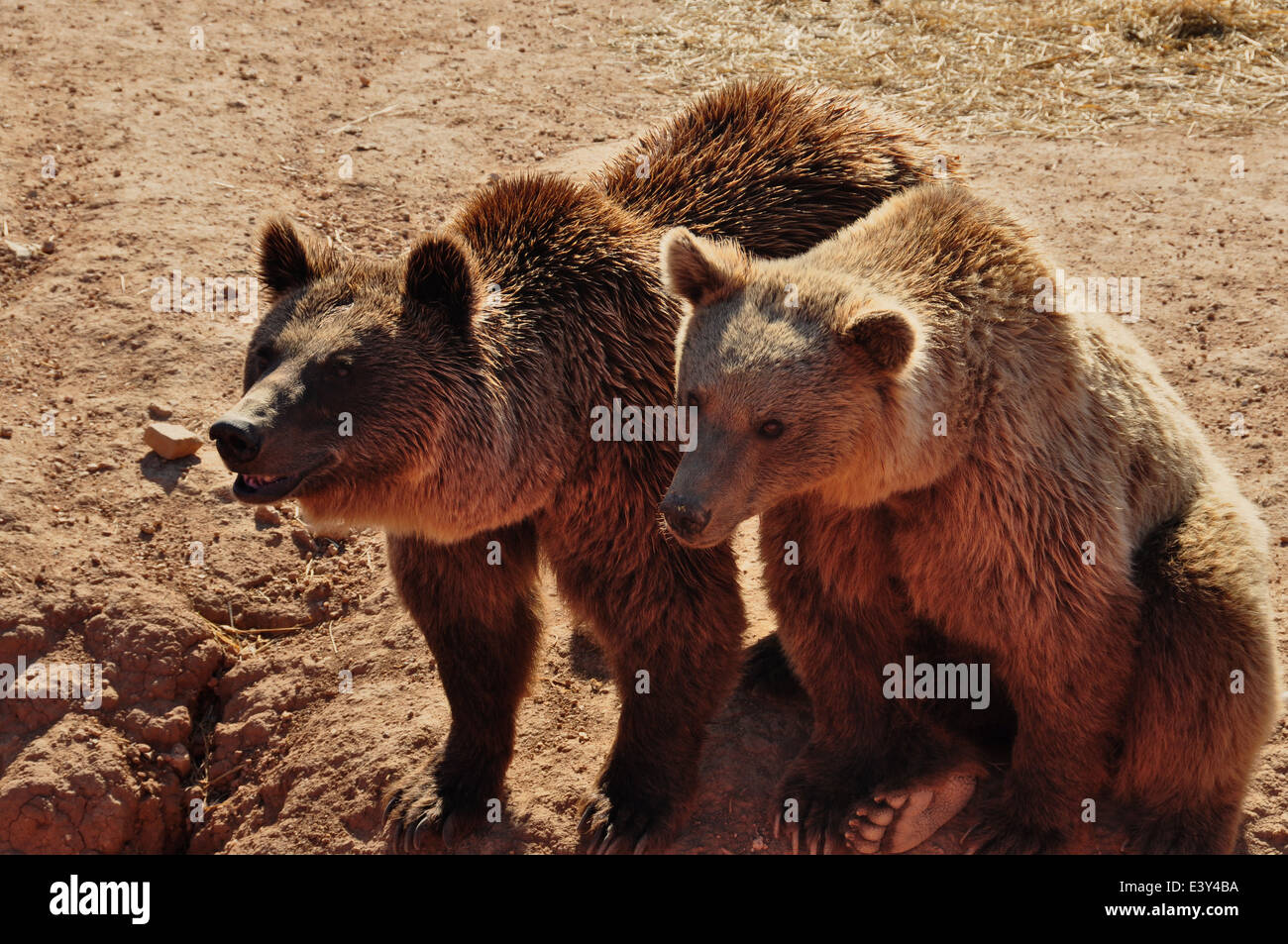Deux mâles et femelles ours bruns mammifères sauvages les animaux. Banque D'Images