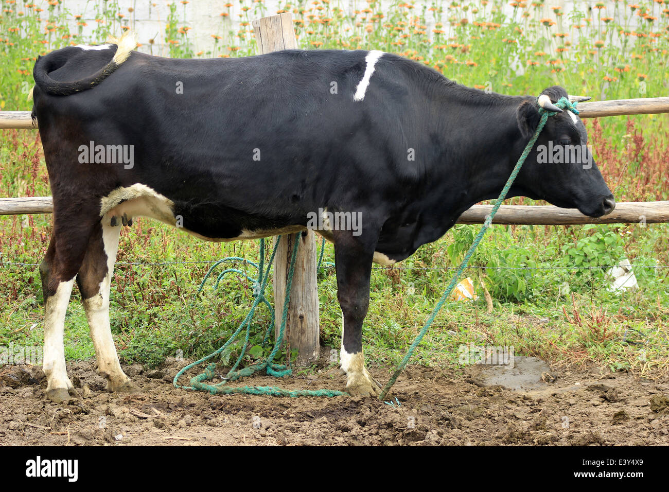 Une vache Holstein debout à côté d'une clôture dans un pâturage des agriculteurs dans une ferme à Cotacachi (Équateur) Banque D'Images