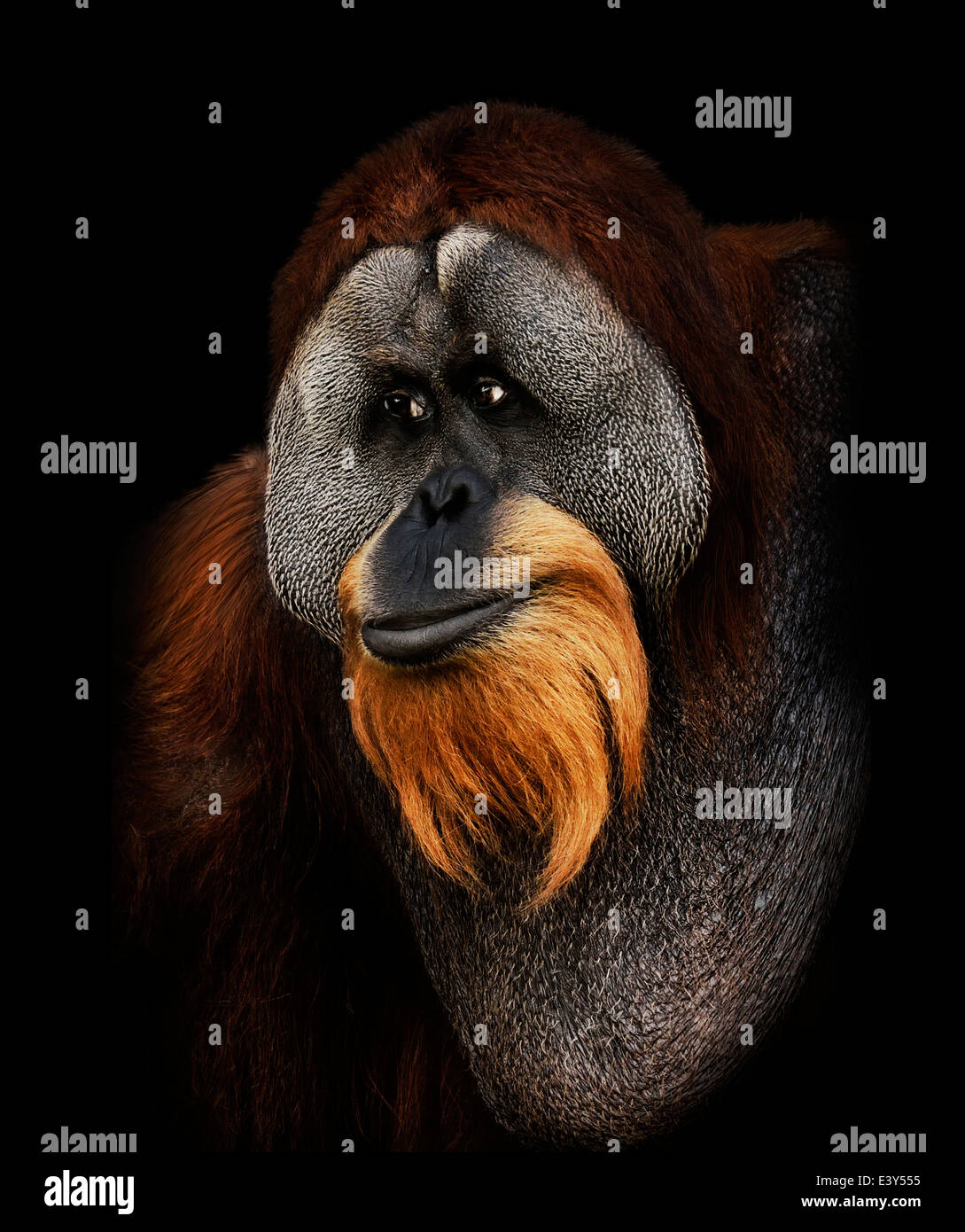 Portrait de l'orang-outan sur fond noir Banque D'Images