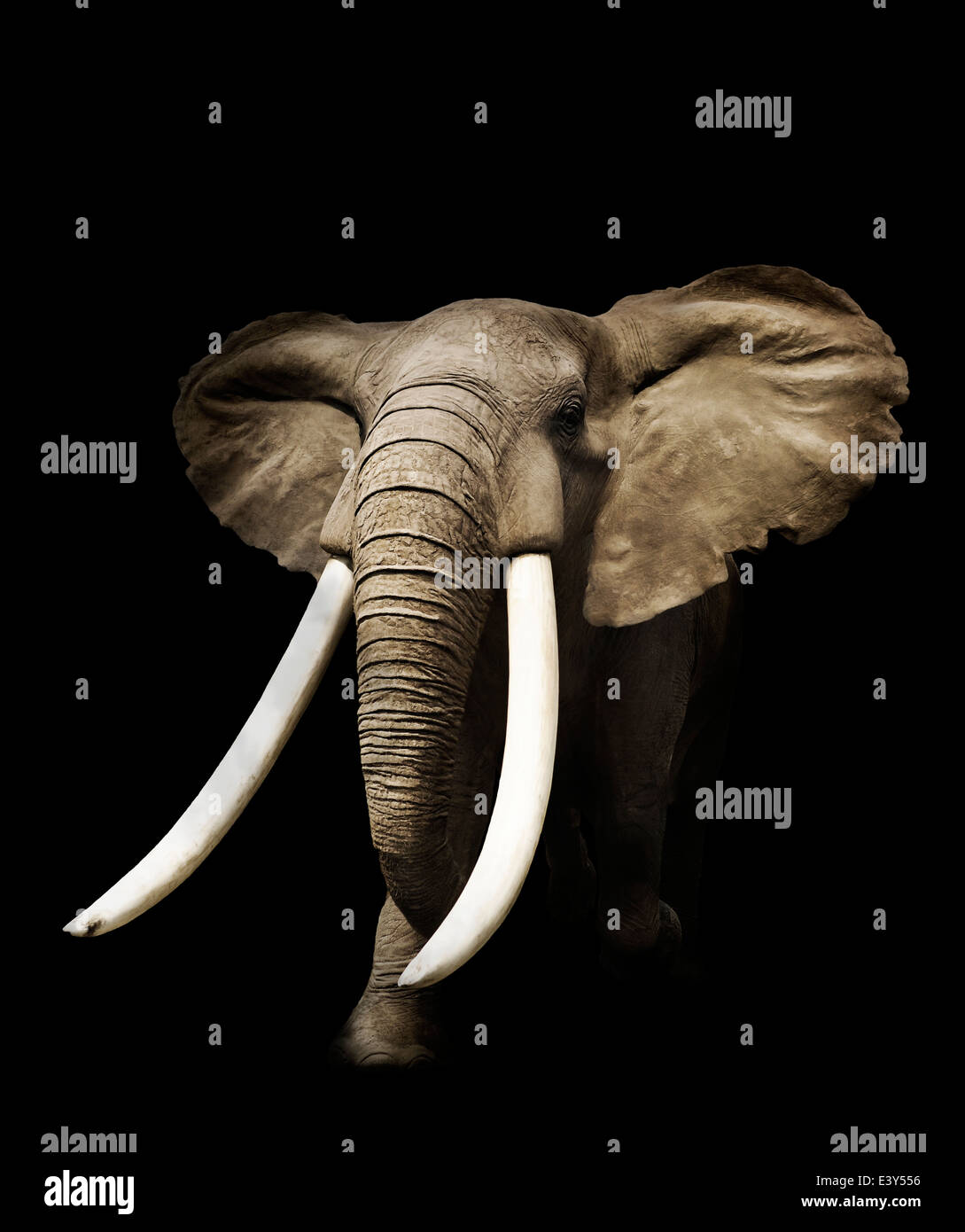 African Elephant sur fond noir Banque D'Images
