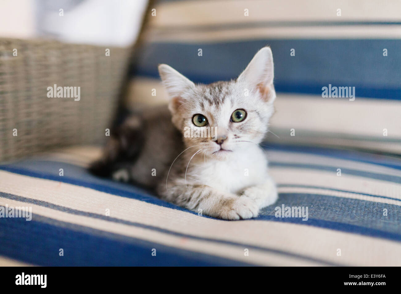 Chaton Tabby couchée sur le canapé Banque D'Images