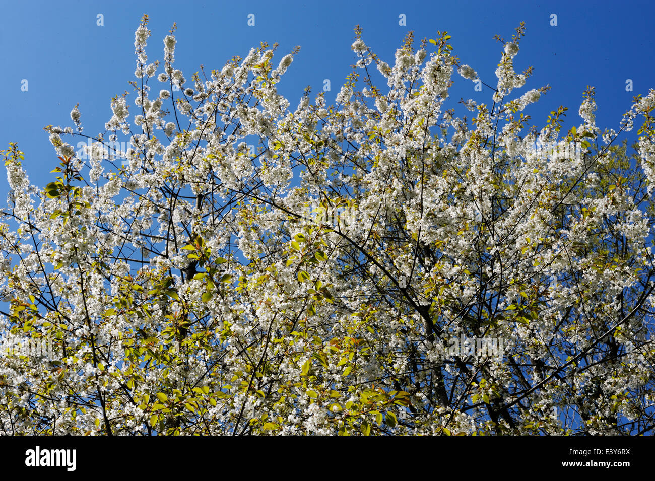 Des fleurs de cerisier sauvage ou Gean, Prunus avium, Pays de Galles, Royaume-Uni. Banque D'Images