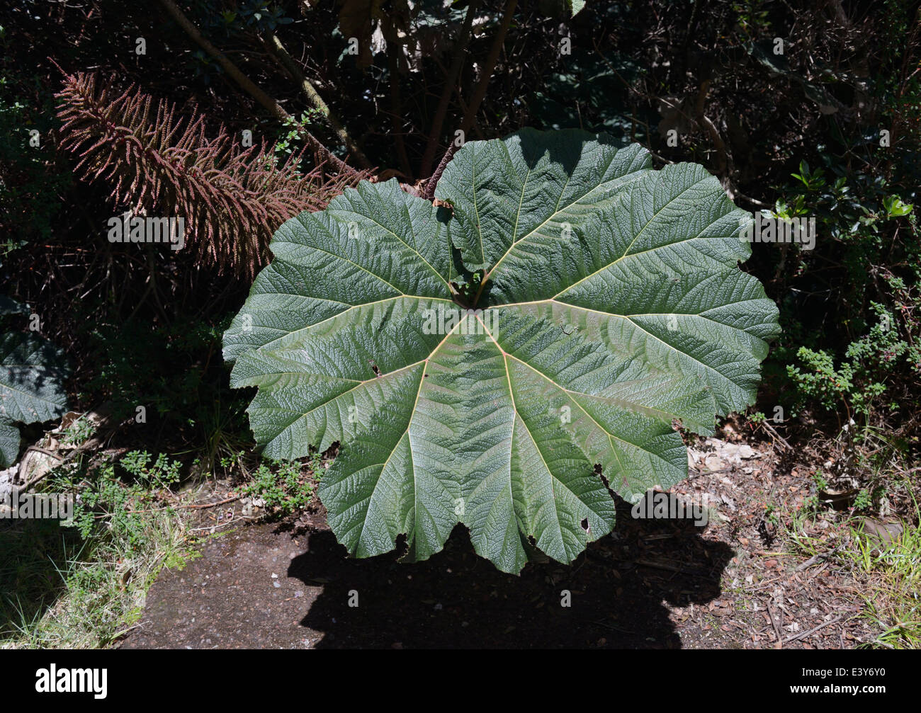 Parapluie du pauvre, Gunnera insignis, Parc National Poas, CR Banque D'Images