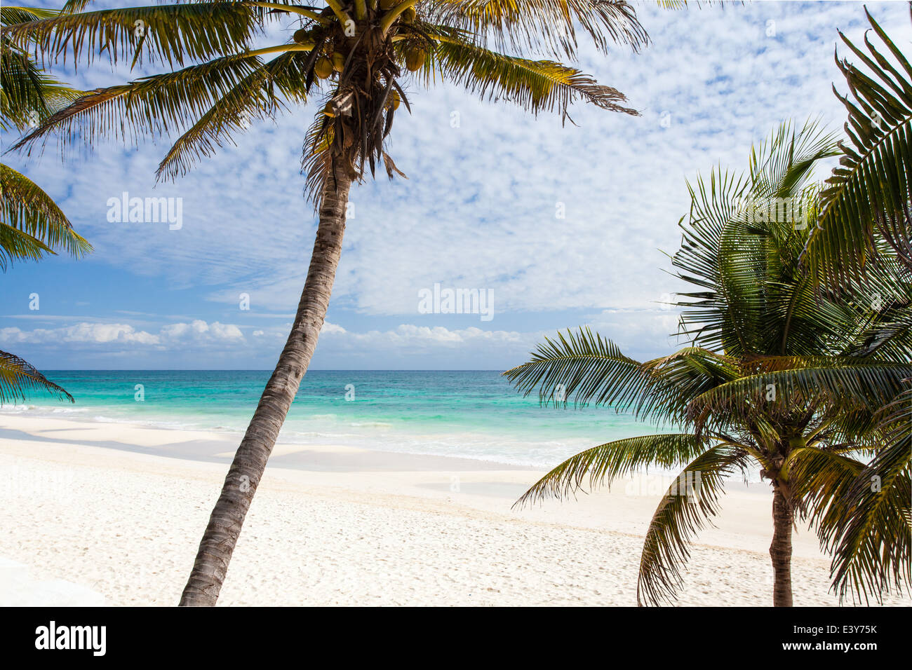 Palmiers et sable blanc à la plage de la Riviera Maya de Tulum, Mexique. Banque D'Images