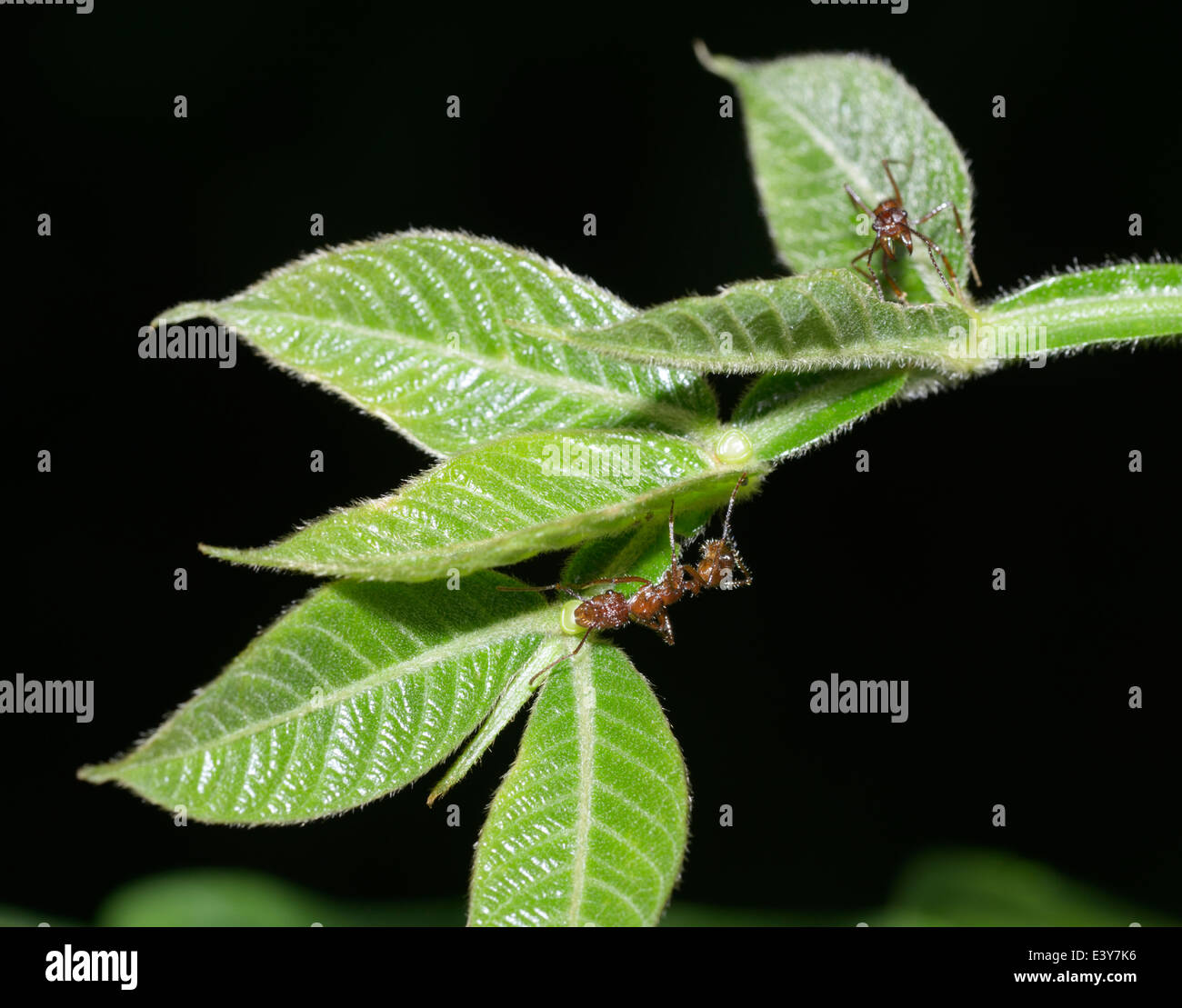 Symbiose entre fourmis, Azteca sp., et Inga qui fournit un nectar dans des bols visible à la base de feuilles - voir description Banque D'Images