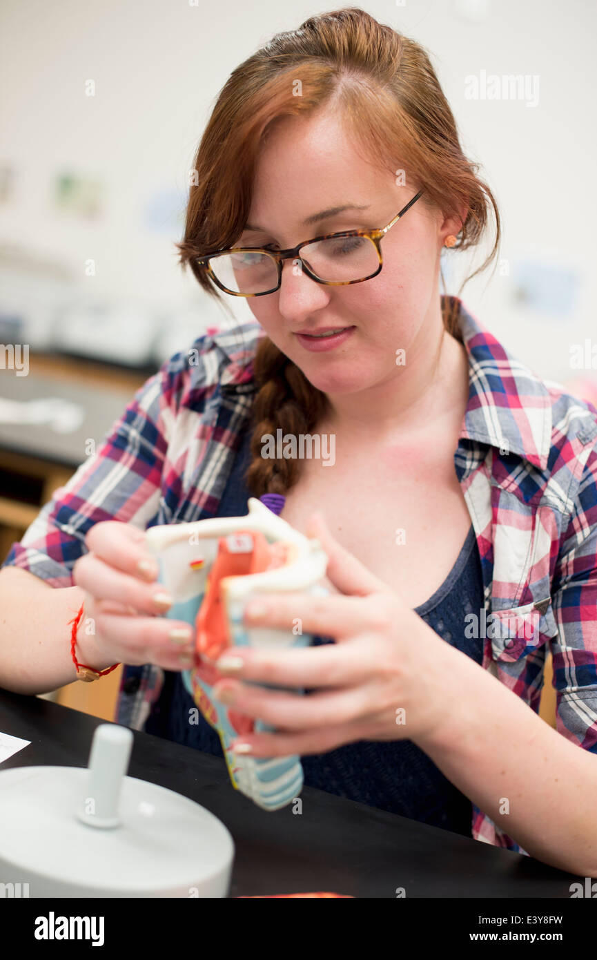 Étudiant en biologie à l'aide de modèle anatomique Banque D'Images