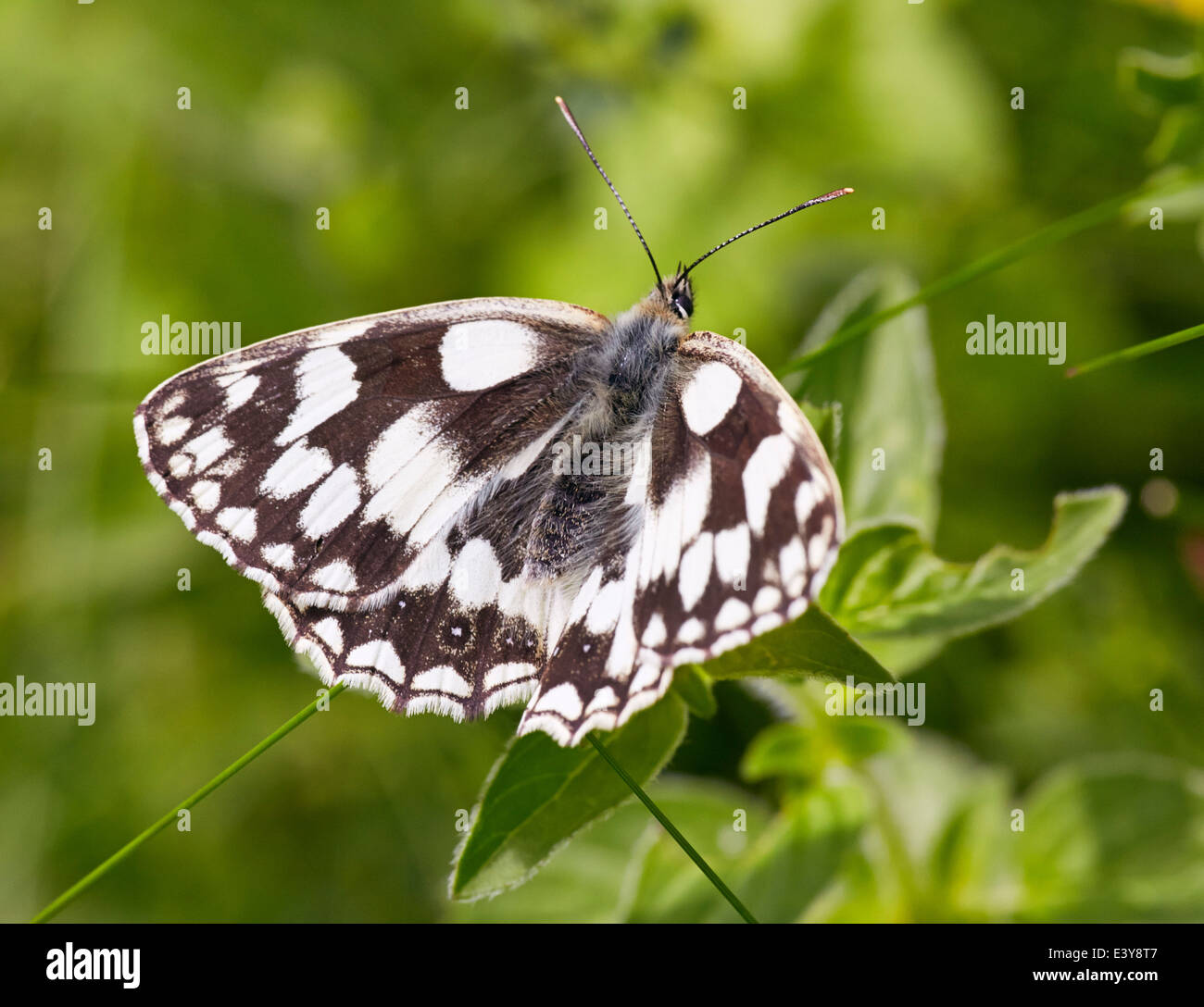 Papillon blanc marbré. Fort Hill, Dorking, Surrey, Angleterre. Banque D'Images