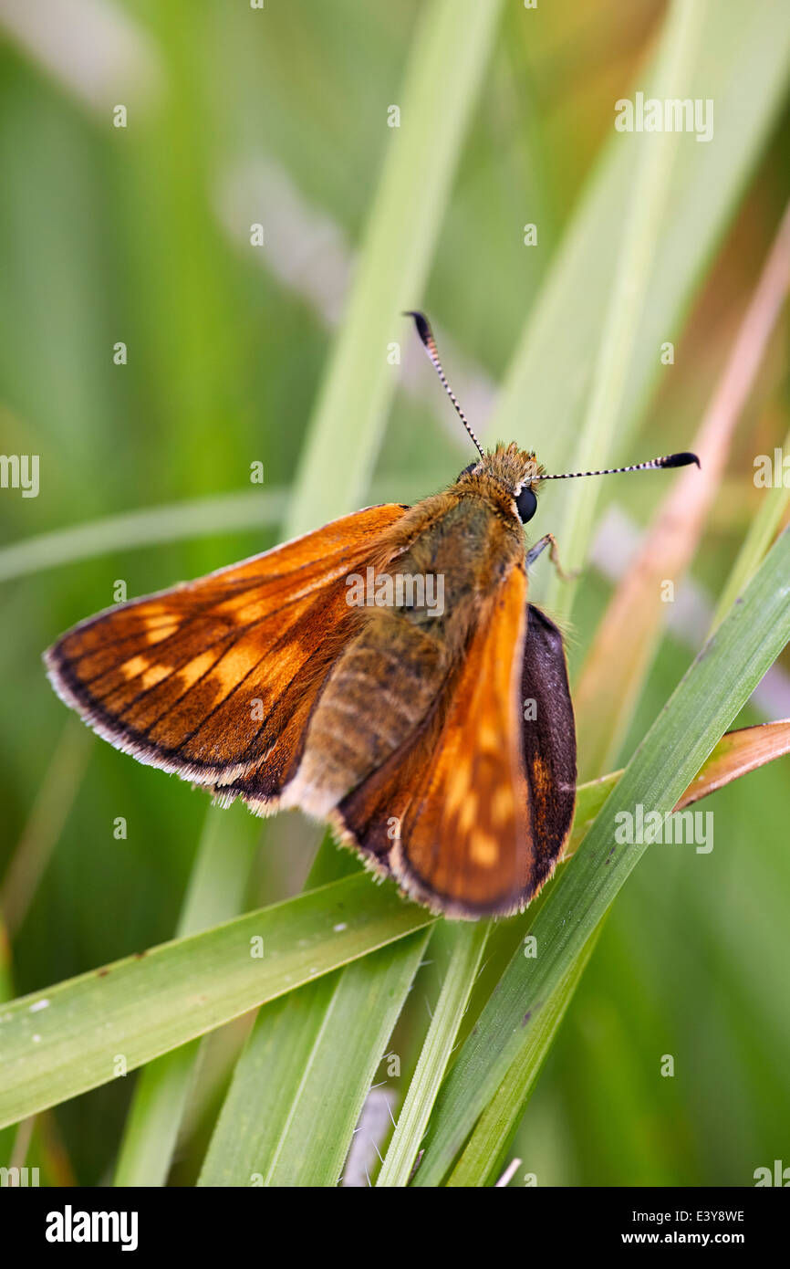 Grand Skipper butterfly reposant sur l'herbe. Fort Hill, Dorking, Surrey, Angleterre. Banque D'Images