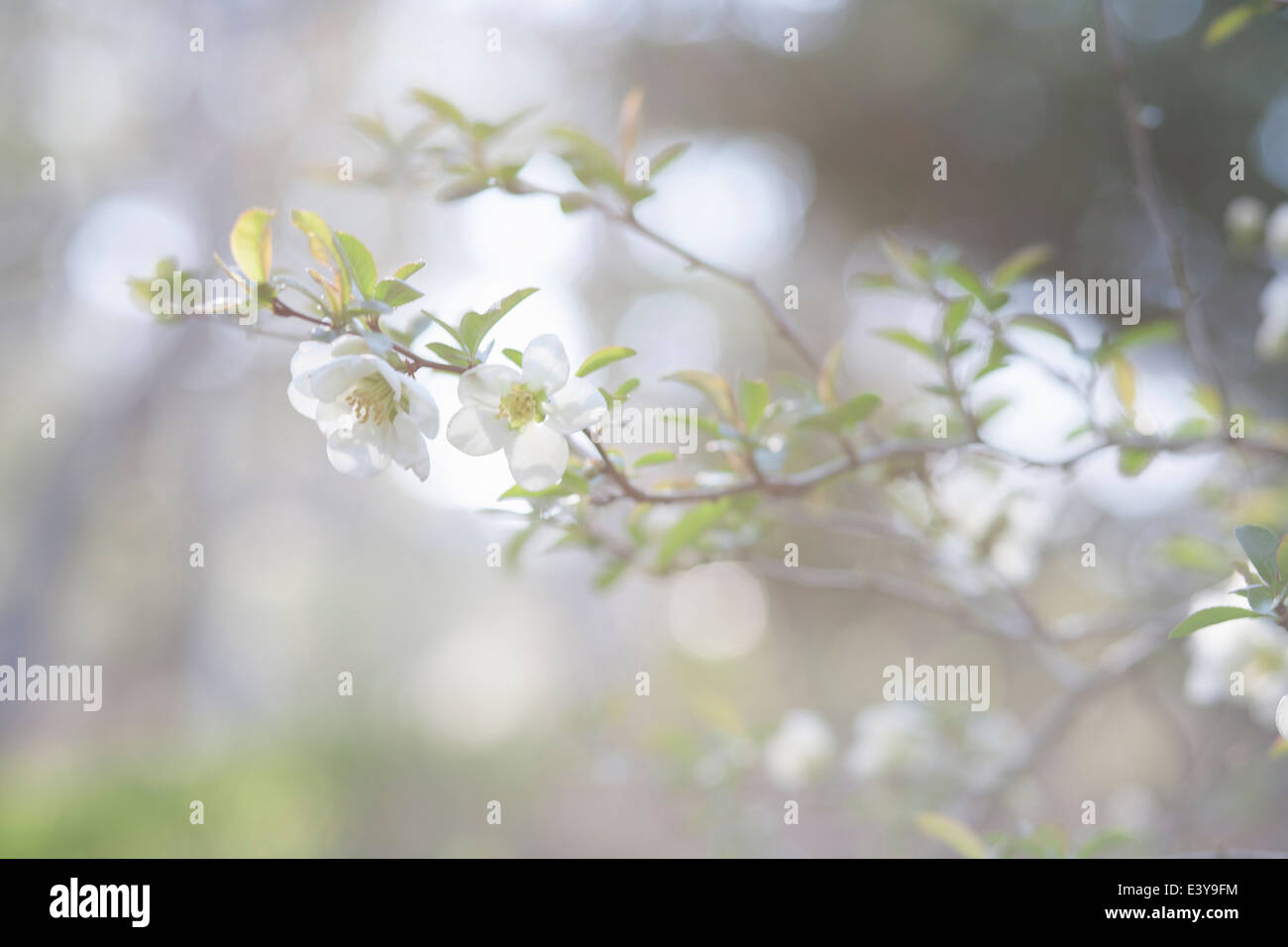Image recadrée de soft focus arbre branche et blossom Banque D'Images