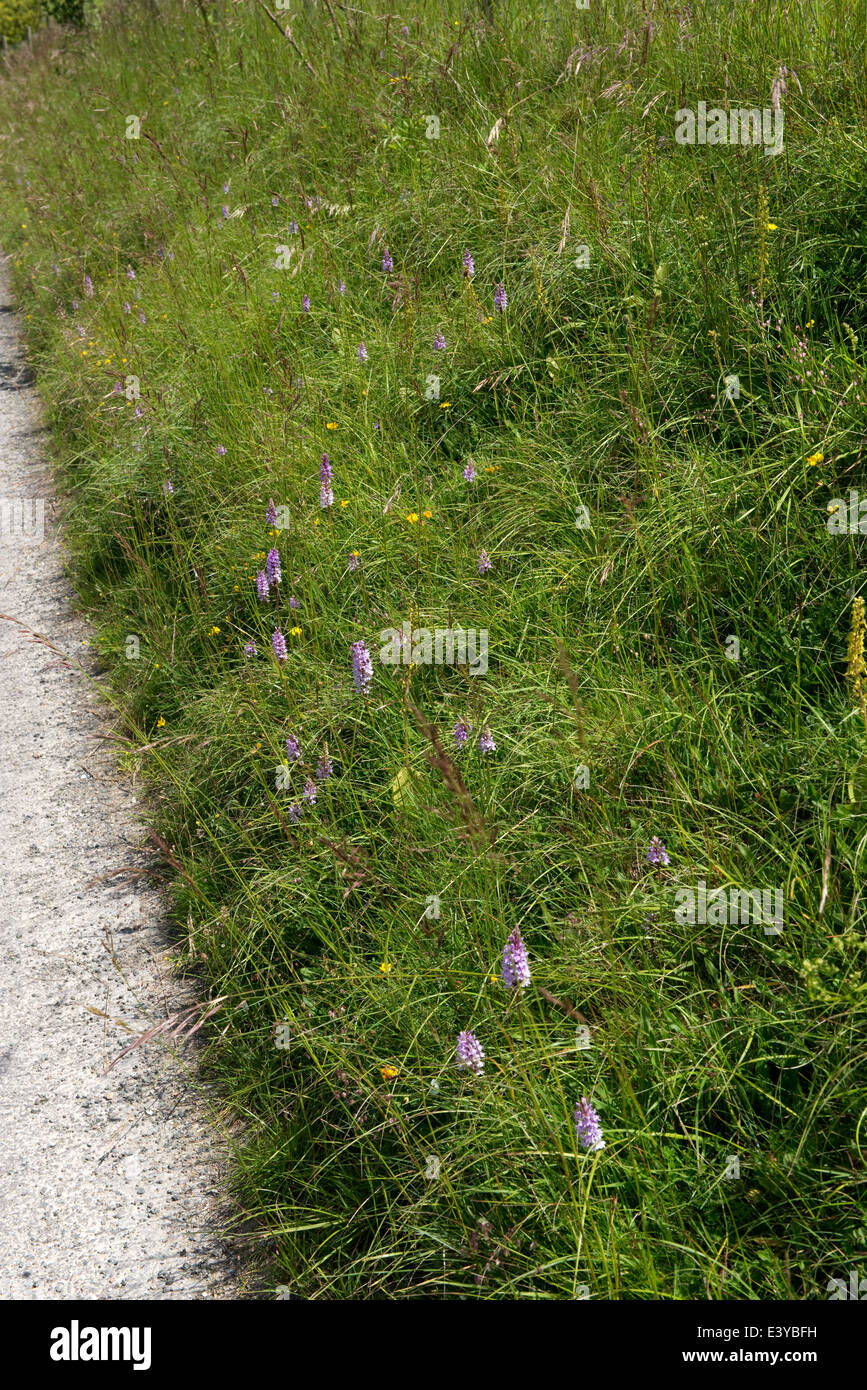 La commune, orchidées Dactylorhiza fuchsii, la floraison sur un bord de route Banque D'Images