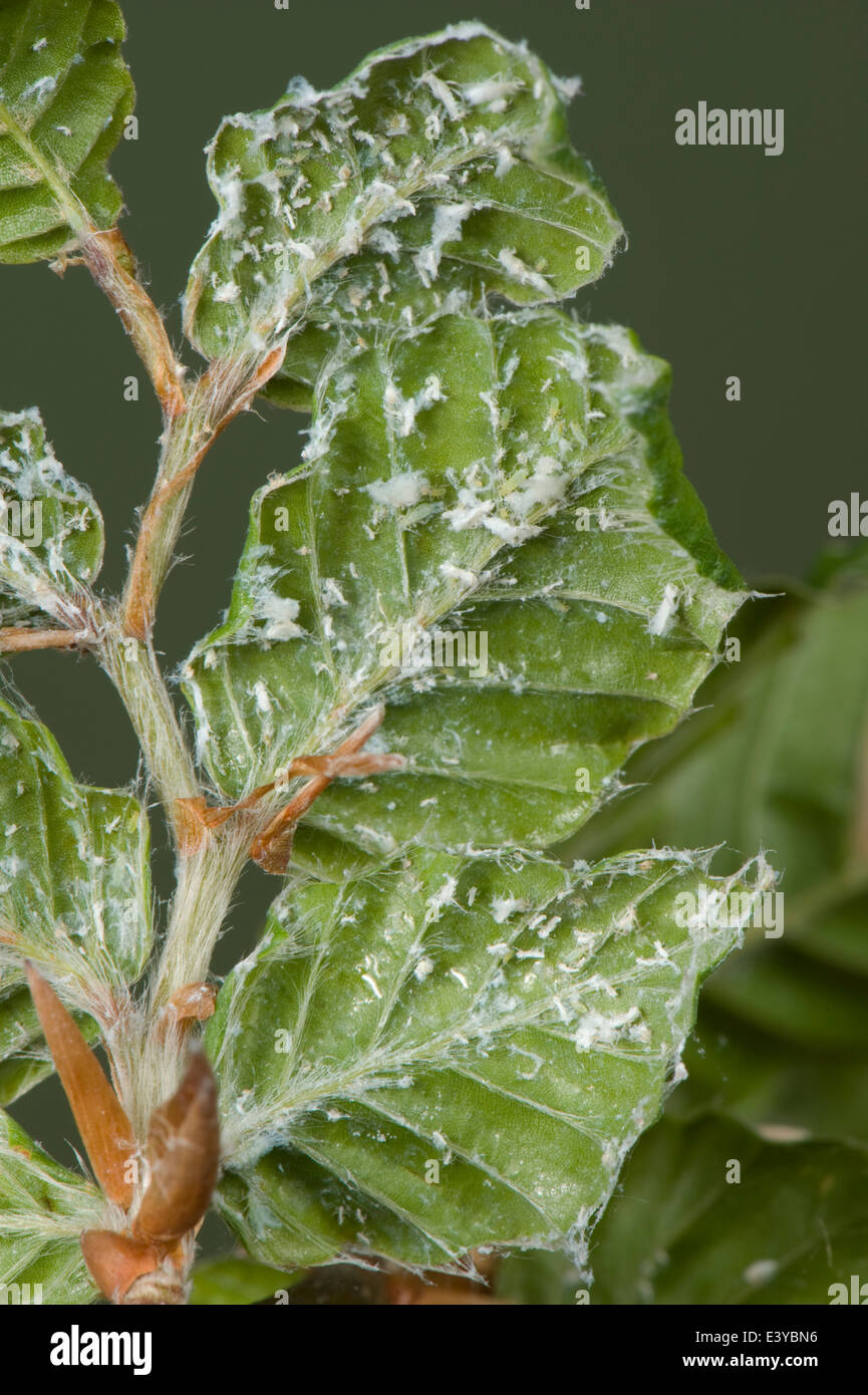 Puceron lanigère du hêtre, Phyllaphis fagi, sur la face inférieure des jeunes feuilles de hêtre haie Banque D'Images