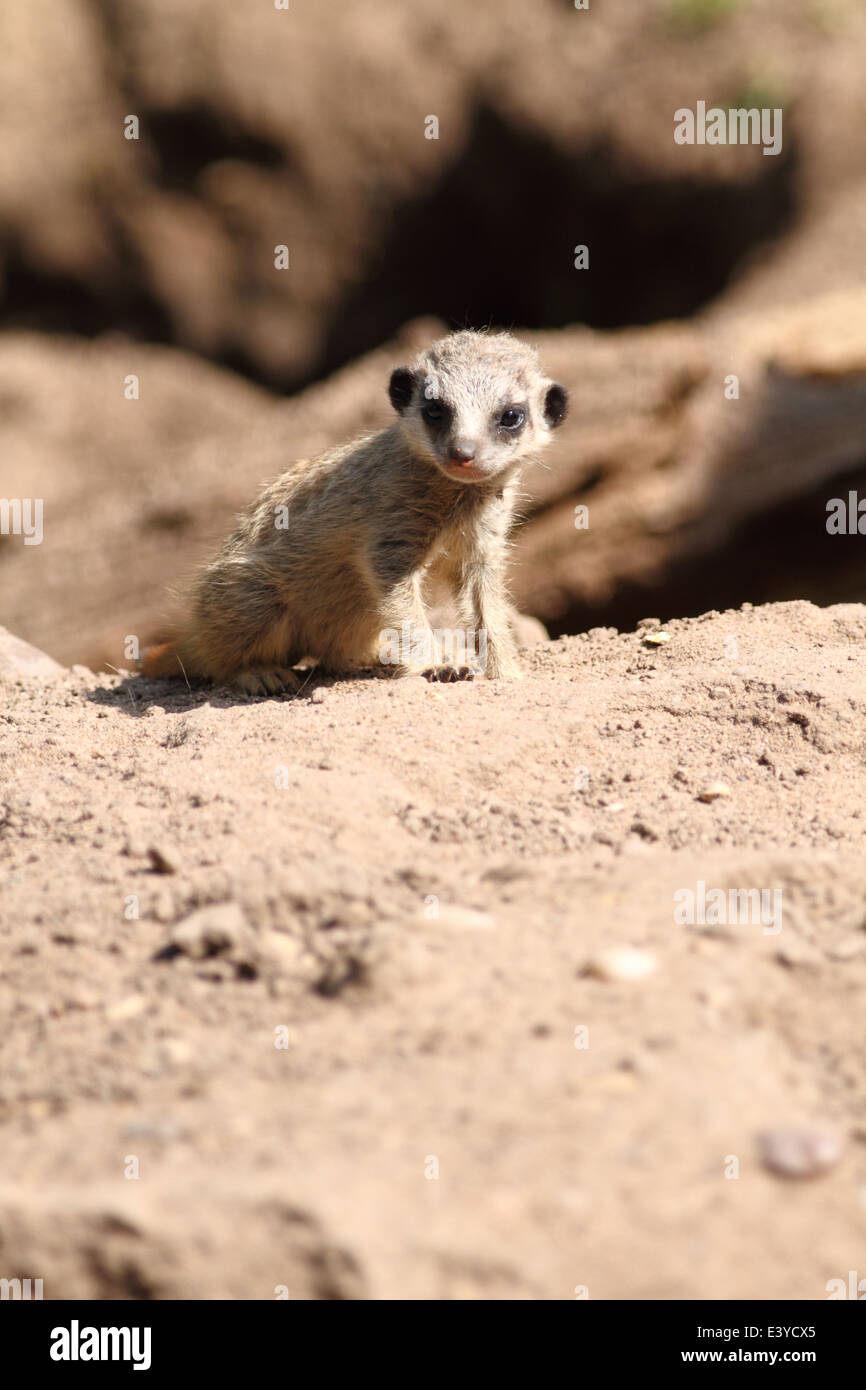 Meerkat bébé à un zoo britannique. Banque D'Images