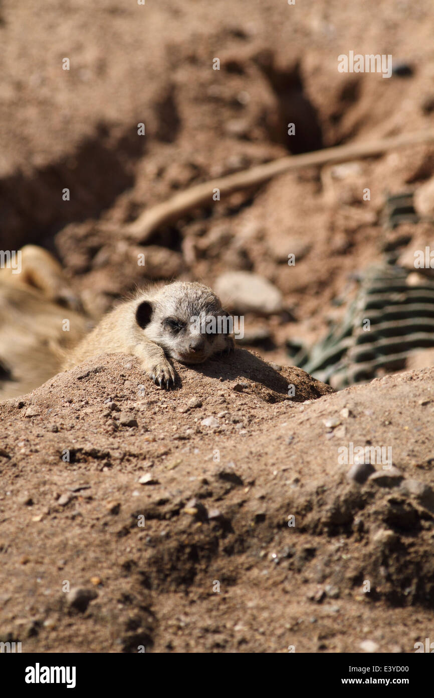 Meerkat bébé à un zoo britannique. Banque D'Images
