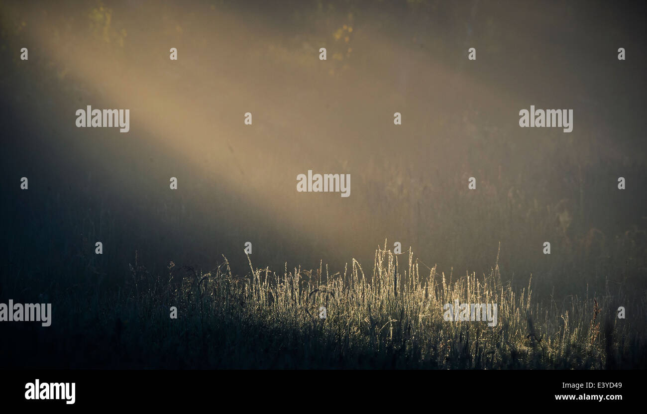 L'herbe couverte de rosée sur le tôt le matin Banque D'Images