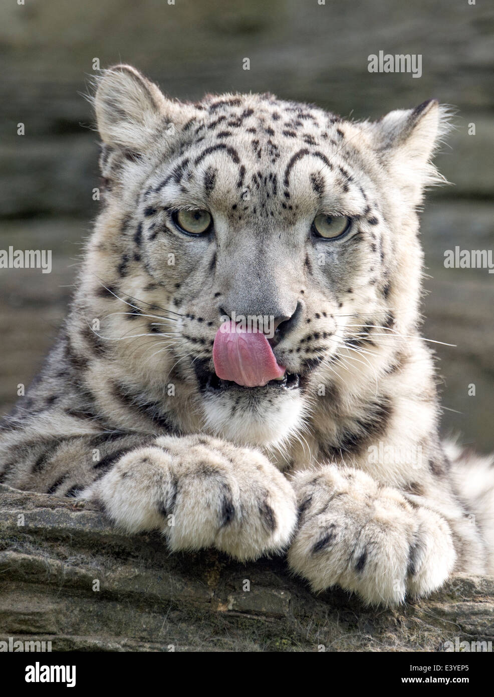 Snow Leopard femme de lécher les lèvres Banque D'Images