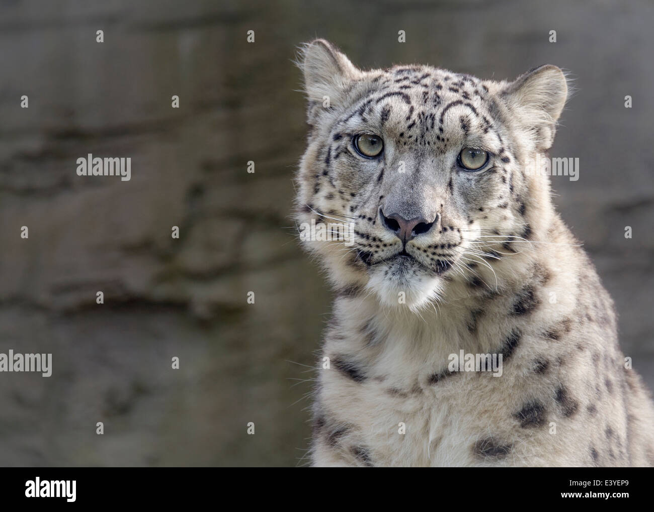 Snow Leopard femelle à la recherche vers la caméra Banque D'Images
