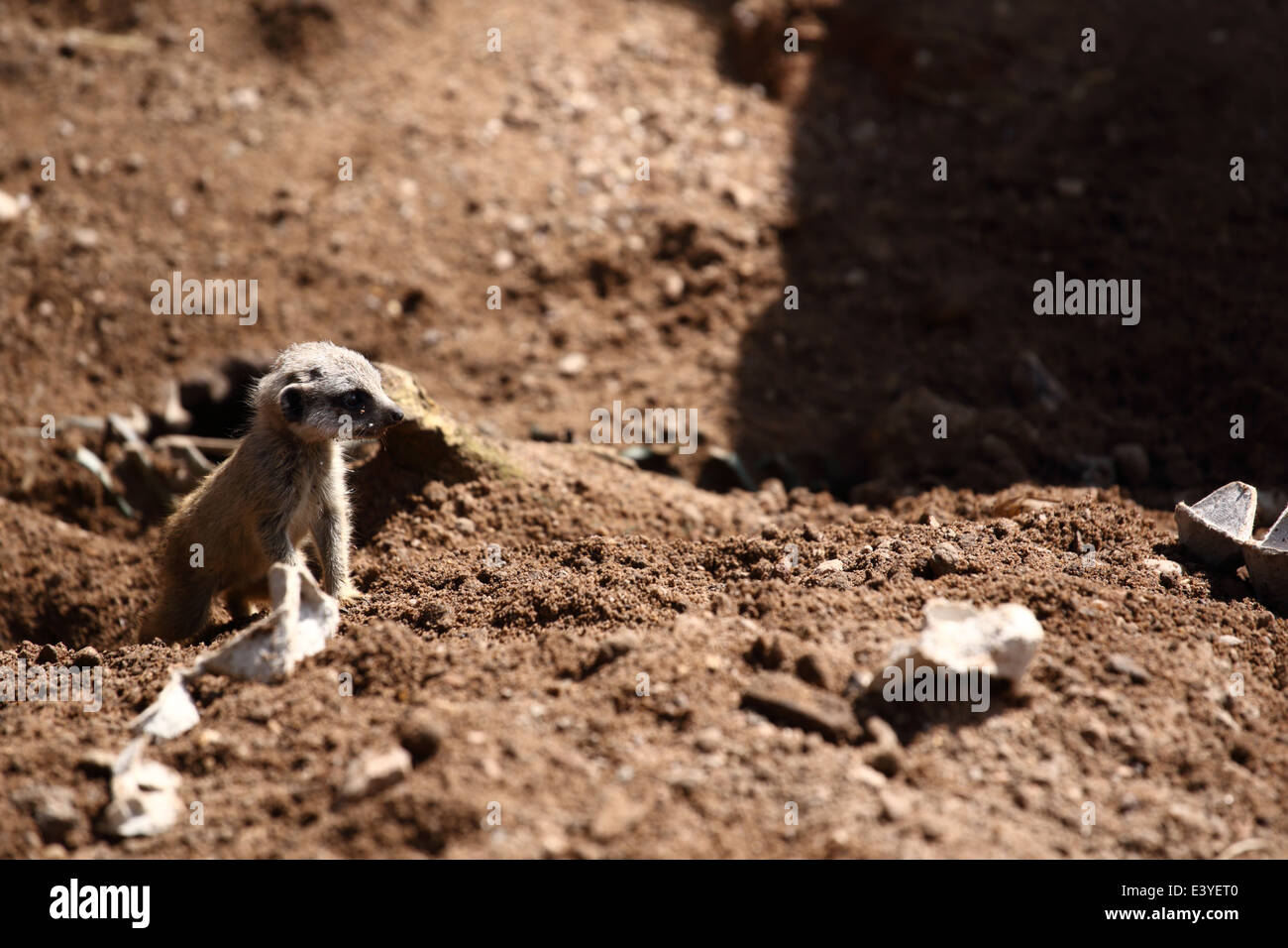 Meerkat bébé à un zoo britannique. Banque D'Images