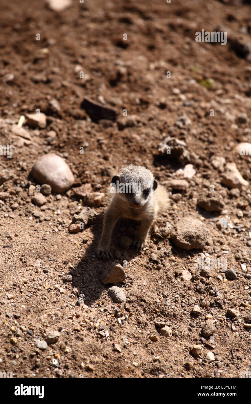 Meerkat bébé à un zoo britannique. Banque D'Images