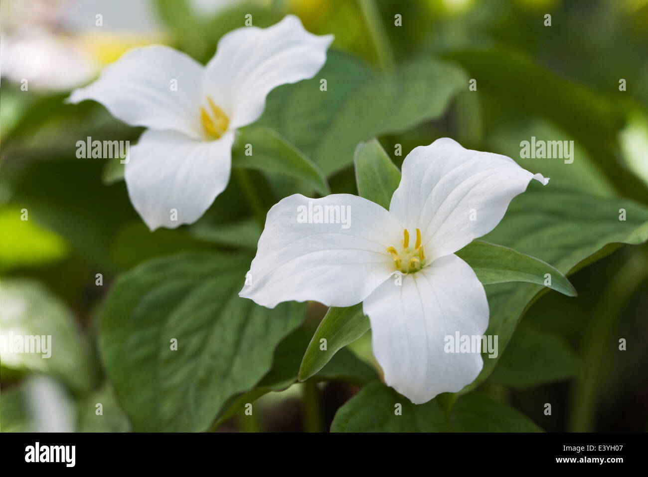 Trillium grandiflorum. Close up of fleurs de trille. Service blanc robin. Banque D'Images