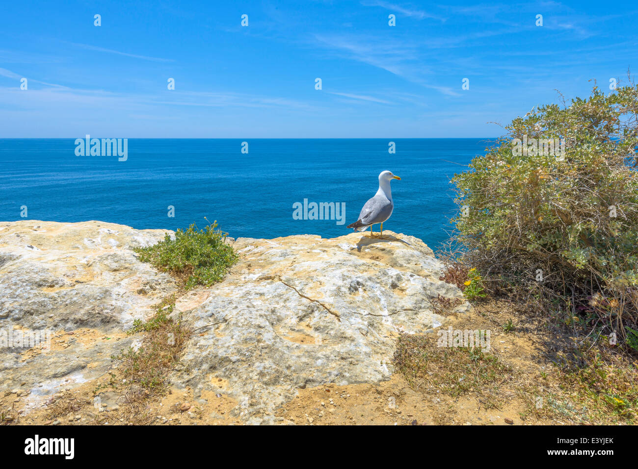 Mouette en haut d'une falaise à la recherche à l'océan Atlantique en Algarve, Portugal. Banque D'Images