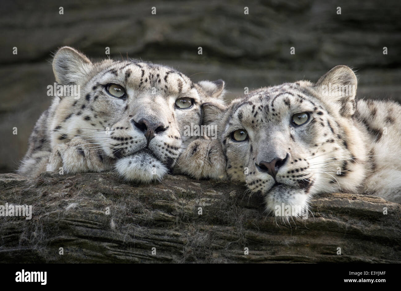 Snow Leopard mère et femme cub Banque D'Images